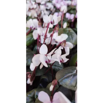 Télálló ciklámen (Cyclamen)