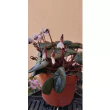 Cyclamen coum Album - Télálló ciklámen