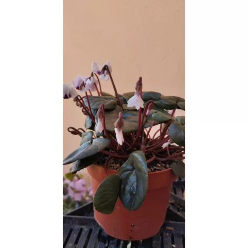 Cyclamen coum Album - Télálló ciklámen