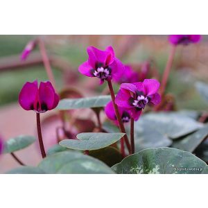 Cyclamen coum Rubrum - Télálló ciklámen