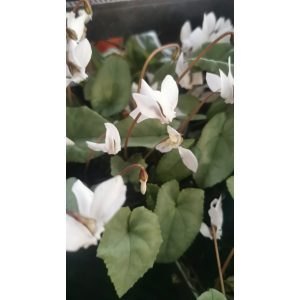  Cyclamen hederifolium Album - Silver Leaf - Télálló ciklámen