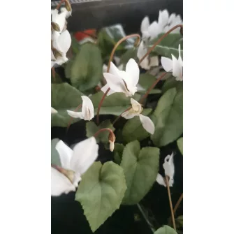 Télálló ciklámen (Cyclamen)