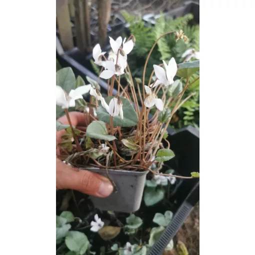 Cyclamen hederifolium Album - Silver Leaf - Télálló ciklámen