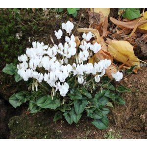 Cyclamen hederifolium Album - Télálló ciklámen