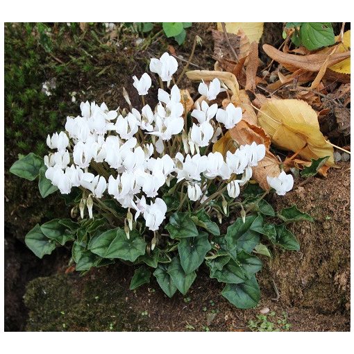 Cyclamen hederifolium Album - Télálló ciklámen