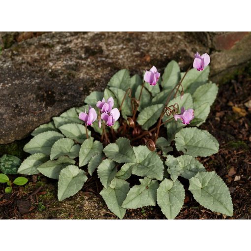 Cyclamen hederifolium Silver Leaf - Télálló ciklámen