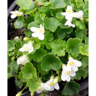 Pintyő (Cimbalaria)