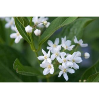 Méreggyilok (Cynanchum)