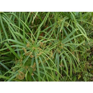 Cyperus alternifolius - Vízipálma