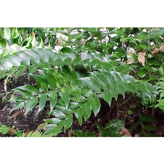 Babérpáfrány (Cyrtomium)