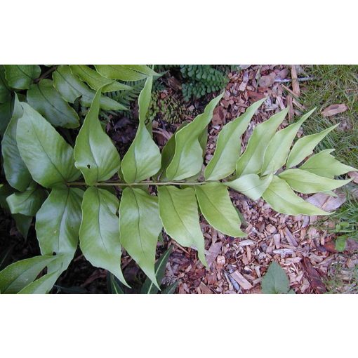 Cyrtomium macrophyllum - Nagylevelű magyalpáfrány