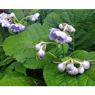 Hamis hortenzia (Deinanthe)