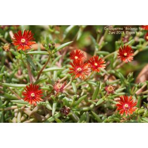 Delosperma Badenia Red - Kristályvirág