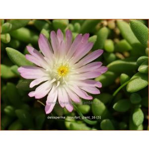 Delosperma Beaufort Giant - Kristályvirág