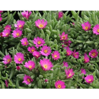 Kristályvirág (Delosperma)