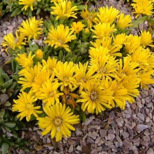 Delosperma congestum Yellow - Kristályvirág