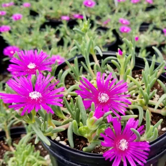 Kristályvirág (Delosperma)