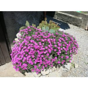 Delosperma cooperi Dwarf - Kristályvirág