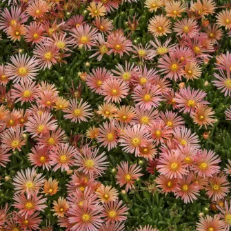 Kristályvirág (Delosperma)