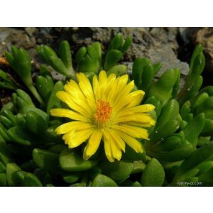 Delosperma deschampsii - Kristályvirág