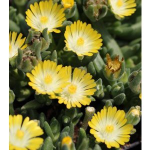 Delosperma Ice Cream Yellow - Kristályvirág