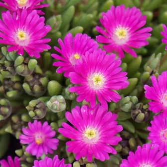 Kristályvirág (Delosperma)