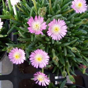 Delosperma Jewel of Desert Rosequartz - Kristályvirág