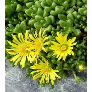 Delosperma nubigenum - Kristályvirág