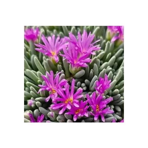 Delosperma spalmanthoides Aurea - Kristályvirág
