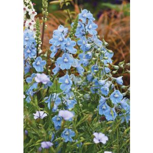 Delphinium Cliveden Beauty - Évelő szarkaláb