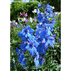 Delphinium Piccolo - Évelő szarkaláb