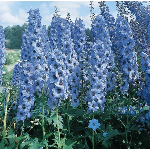 Delphinium Blue Jay - Évelő szarkaláb