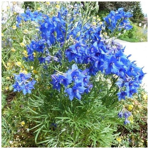 Delphinium grandiflorum Blue Butterfly - Szibériai szarkaláb