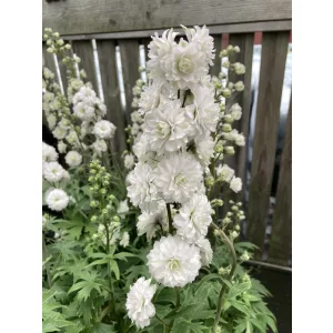 Delphinium Highlander Samba - Évelő szarkaláb