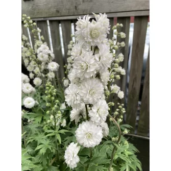 Szarkaláb (Delphinium)