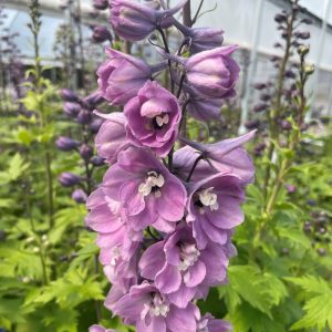   Delphinium Magic Fountains Lilac Rose/White Bee - Évelő szarkaláb