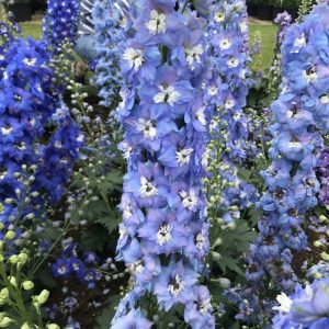   Delphinium Magic Fountains Sky Blue/White Bee - Évelő szarkaláb