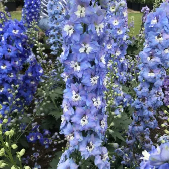 Szarkaláb (Delphinium)