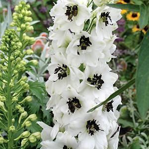   Delphinium Magic Fountains White/Dark Bee - Évelő szarkaláb