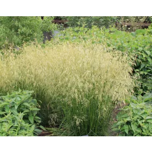 Deschampsia cespitosa Goldgehänge - Gyepes sédbúza