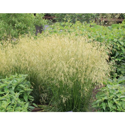 Deschampsia cespitosa Goldgehänge - Gyepes sédbúza