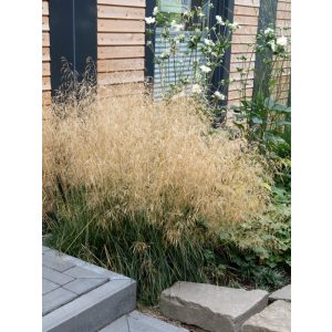 Deschampsia cespitosa Palava - Gyepes sédbúza