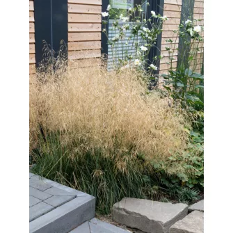 Sédbúza (Deschampsia)