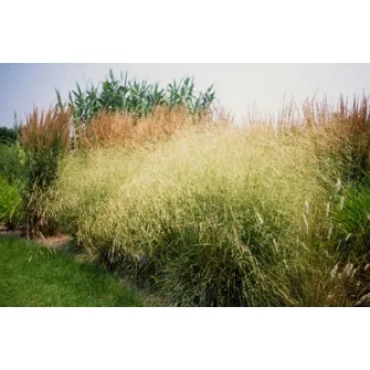 Sédbúza (Deschampsia)