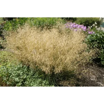 Sédbúza (Deschampsia)