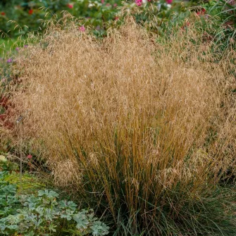 Sédbúza (Deschampsia)