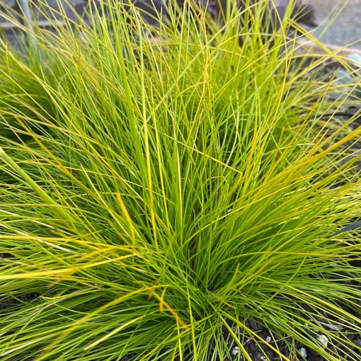 Deschampsia flexuosa - Gyepes sédbúza