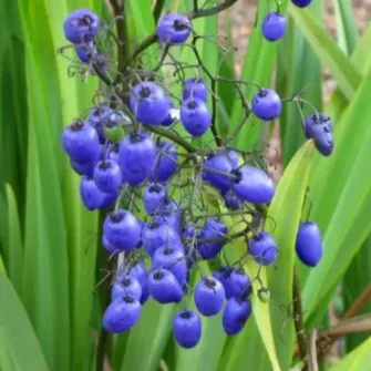 Áfonyaliliom (Dianella)