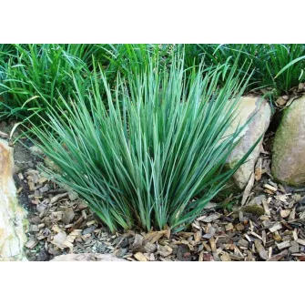 Áfonyaliliom (Dianella)