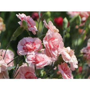 Dianthus plumarius Doris - Tollas szegfű